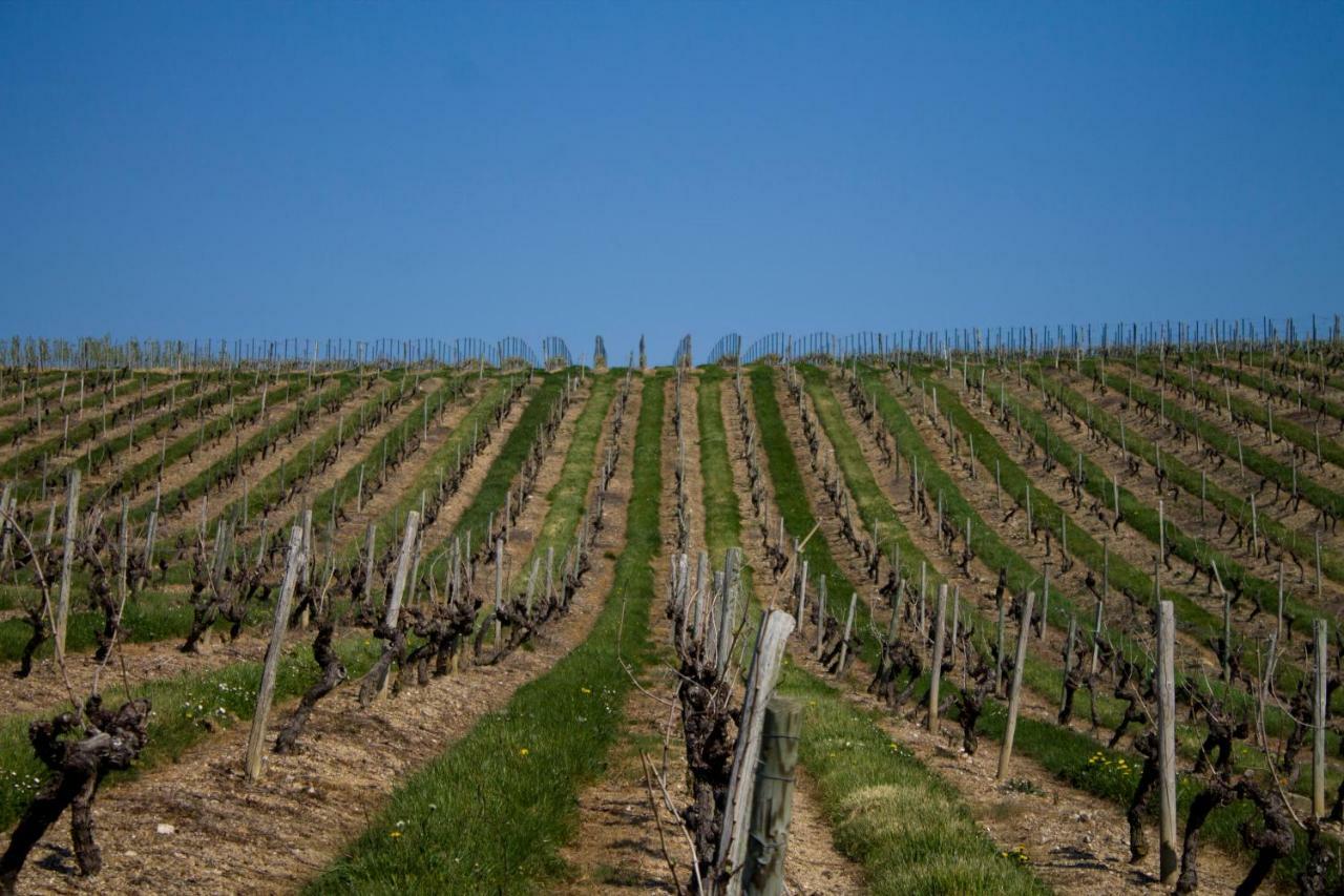 Vignoble Chateau Piegue - Winery Bed & Breakfast Rochefort-sur-Loire Eksteriør bilde